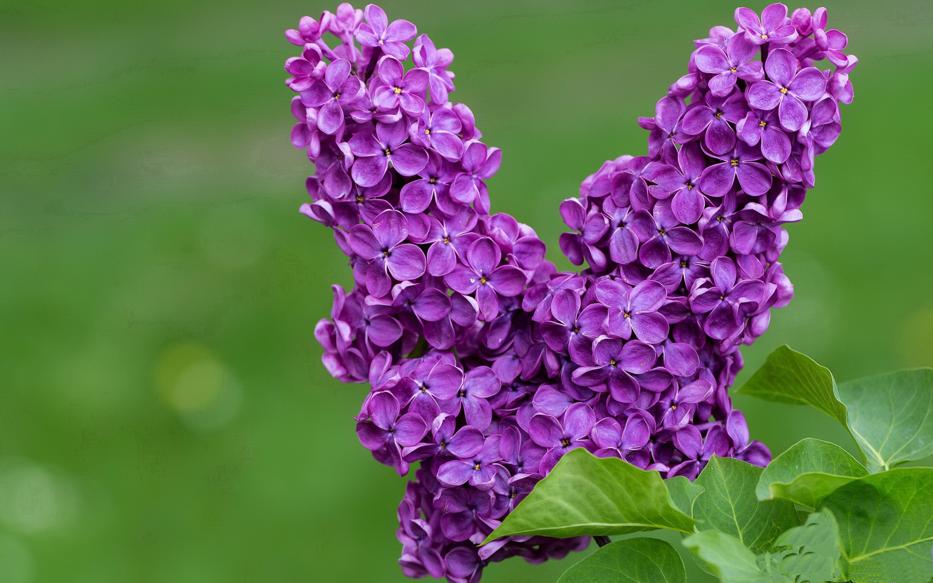 当珠江的奔流注入F1赛道，速度美学在篮球场与街道上的双重奏鸣